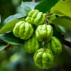 Garcinia Cambogia hilft auch, den Hunger zu zügeln, was bedeutet, dass es weniger schwierig ist, eine kalorienarme Diät einzuhalten. Die Hydroxzitronensäure ist in der Lage, ein Enzym zu blockieren, das die Fettspeicherung fördert – eine Eigenschaft, die sie zu einem beliebten Mittel zur Gewichtsreduktion gemacht hat.